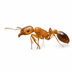 Tetramorium Bicarinatum (Guinea Ant) - Live Queen Ant Colony