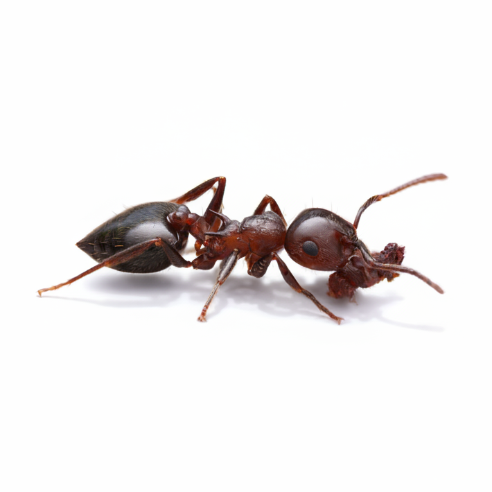 Crematogaster cerasi – Cherry Acrobat Ant Queen / Colony