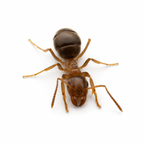 Lasius neoniger – Labour Day Ant Queen / Colony