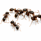 Tetramorium immigrans – Pavement Ant Queen / Colony