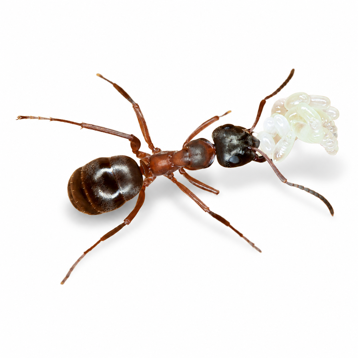 Formica neorufibarbis – Boreal Field Ant Queen / Colony