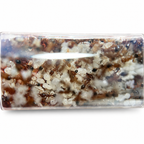 Tetramorium Bicarinatum (Guinea Ant) - Live Queen Ant Colony