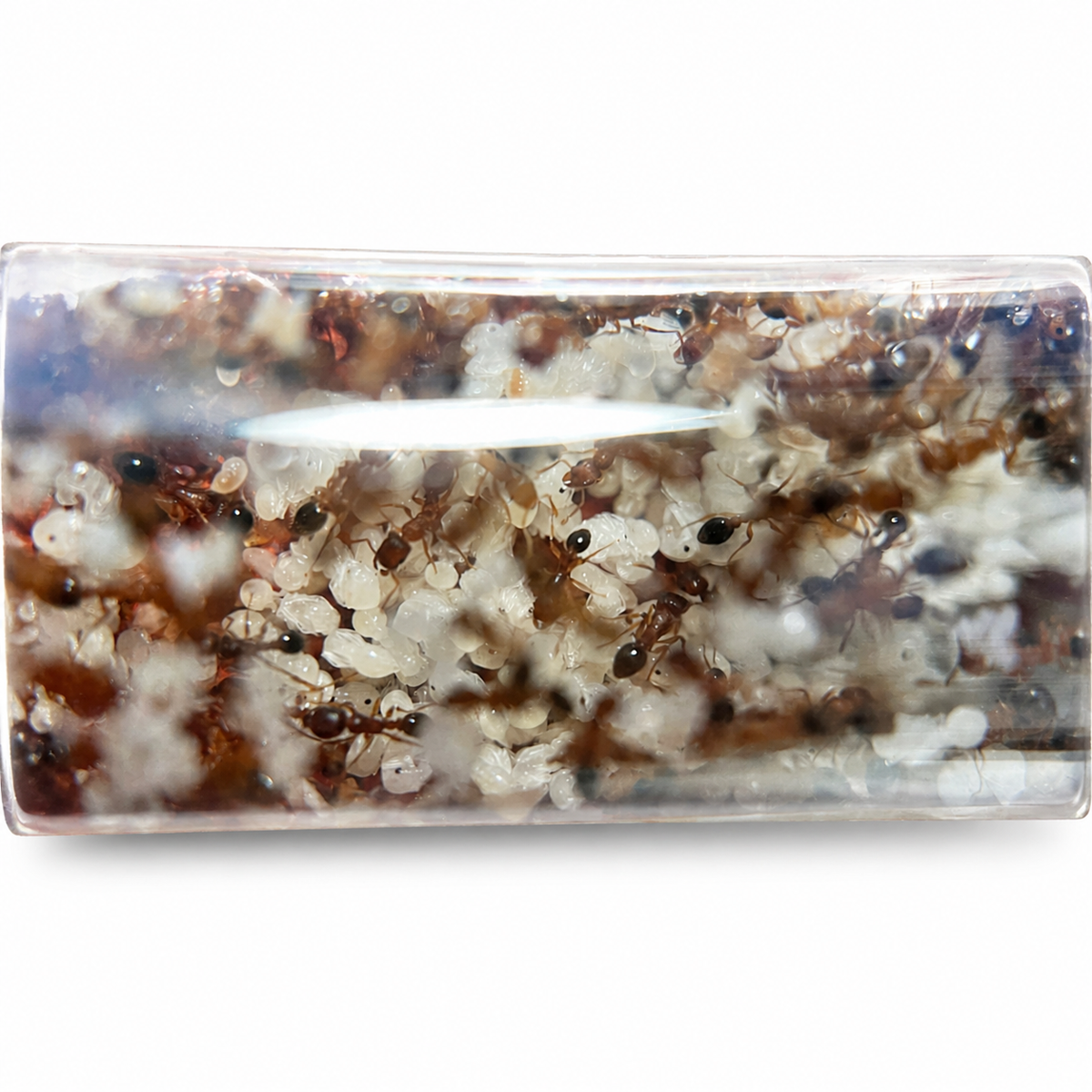 Tetramorium Bicarinatum (Guinea Ant) - Live Queen Ant Colony