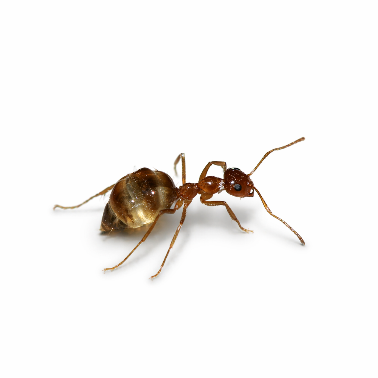 Prenolepis imparis – Winter Ant Queen / Colony