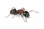 Camponotus novaeboracensis – New York Carpenter Ant Queen / Colony