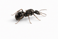 Formica subsericea – Silky Field Ant Queen / Colony
