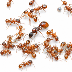 Red Fire Ants Starter Kit | Live Myrmica Rubra Ant Colony Growth Kit