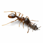 Tetramorium immigrans – Pavement Ant Queen / Colony