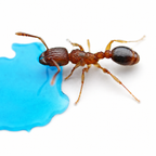 Tetramorium Bicarinatum (Guinea Ant) - Live Queen Ant Colony