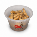 Peanut Beetle Culture