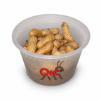 Peanut Beetle Culture