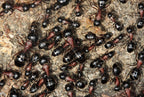Camponotus novaeboracensis – New York Carpenter Ant Queen / Colony