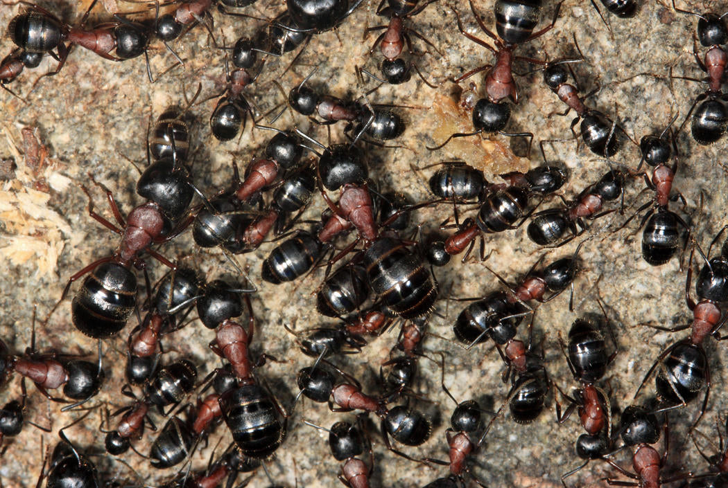 Camponotus novaeboracensis – New York Carpenter Ant Queen / Colony