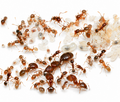 Pheidole californica (Californian Big-headed Ant) Live Queen Ant Colony