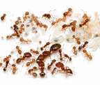 Pheidole californica – Big-headed Ant Queen / Colony