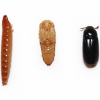 Peanut Beetle Culture
