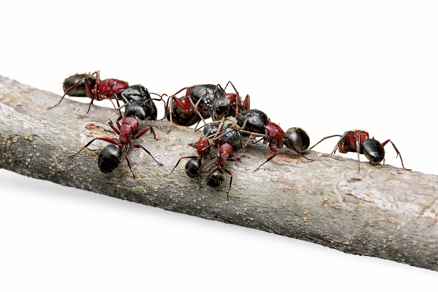 Camponotus novaeboracensis – New York Carpenter Ant Queen / Colony