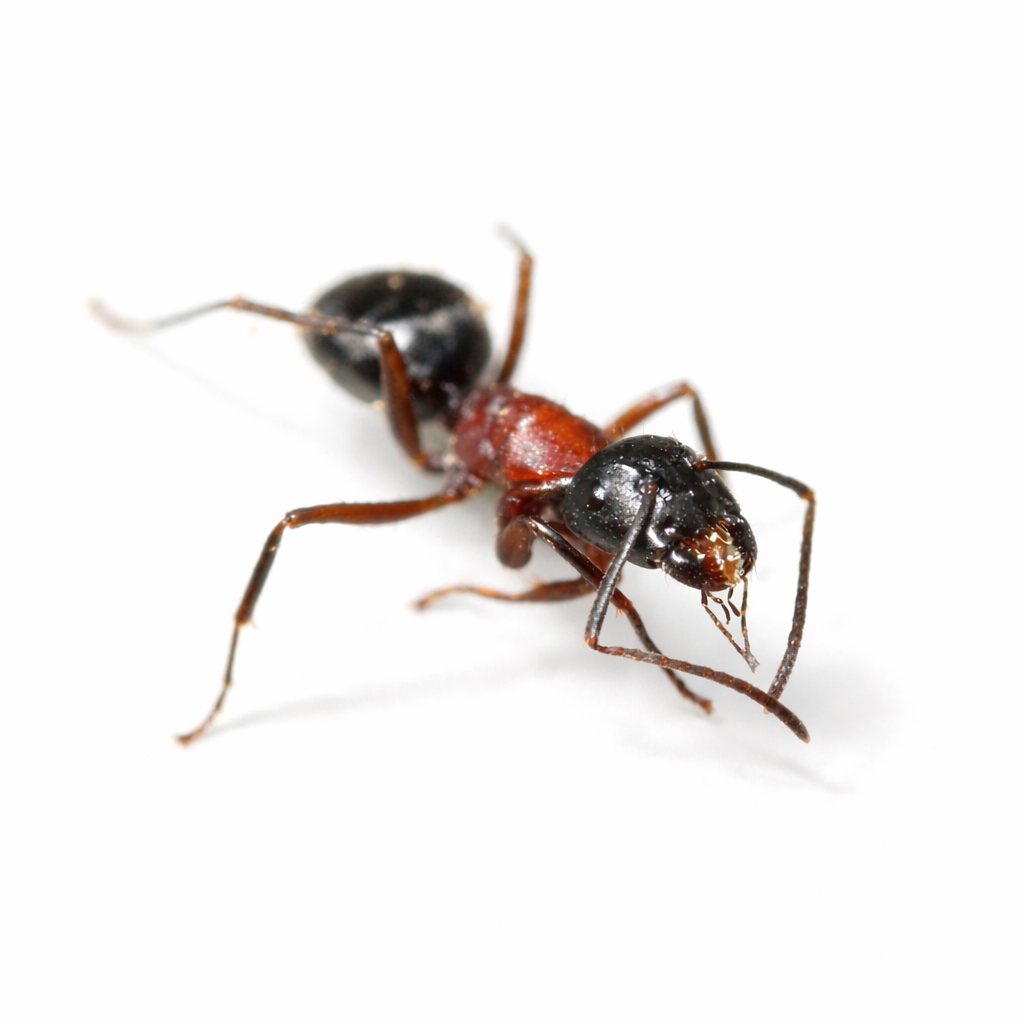 Camponotus novaeboracensis – New York Carpenter Ant Queen / Colony