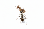 Acid Spraying Ants Starter Kit | Live Formica Subsericea Ant Colony Growth Kit