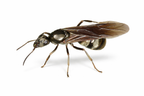 Acid Spraying Ants Starter Kit | Live Formica Subsericea Ant Colony Growth Kit