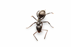 Formica subsericea – Silky Field Ant Queen / Colony