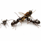 Acid Spraying Ants Starter Kit | Live Formica Subsericea Ant Colony Growth Kit