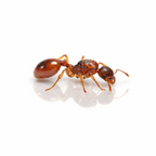 Myrmica rubra – European Fire Ant Queen / Colony