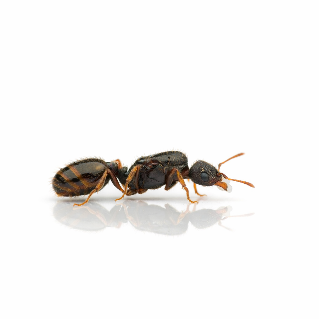 Tetramorium immigrans – Pavement Ant Queen / Colony