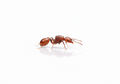 Aphaenogaster tennesseensis – Tennessee Collared Ant Queen / Colony