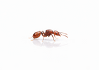 Aphaenogaster tennesseensis – Tennessee Collared Ant Queen / Colony
