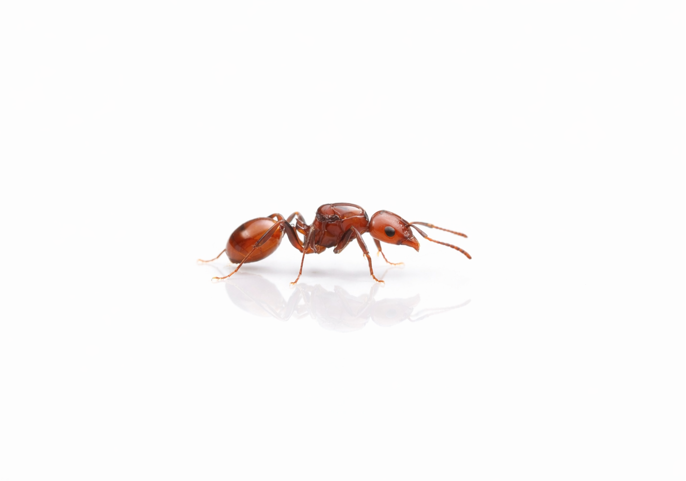Aphaenogaster tennesseensis – Tennessee Collared Ant Queen / Colony