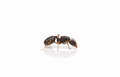 Aphaenogaster picea – Pitch-black Collared Ant Queen / Colony
