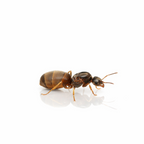 Lasius neoniger – Labour Day Ant Queen / Colony