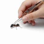 featherweight ant grabber forceps
