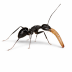 Peanut Beetle Culture