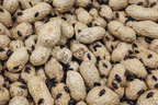 Peanut Beetle Culture
