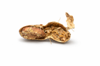 Peanut Beetle Culture
