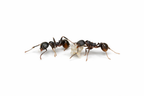 Aphaenogaster picea – Pitch-black Collared Ant Queen / Colony