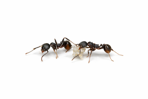 Aphaenogaster picea – Pitch-black Collared Ant Queen / Colony