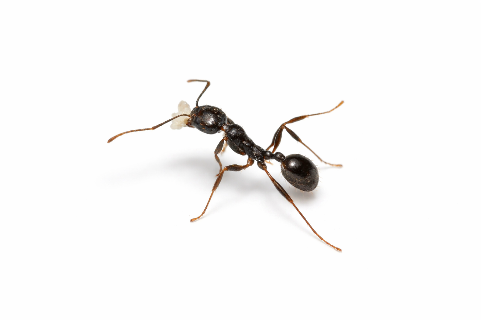 Aphaenogaster picea – Pitch-black Collared Ant Queen / Colony