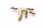 Aphaenogaster tennesseensis – Tennessee Collared Ant Queen / Colony