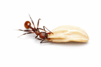Aphaenogaster tennesseensis – Tennessee Collared Ant Queen / Colony