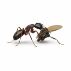 Camponotus herculeanus – Hercules Carpenter Ant Queen / Colony