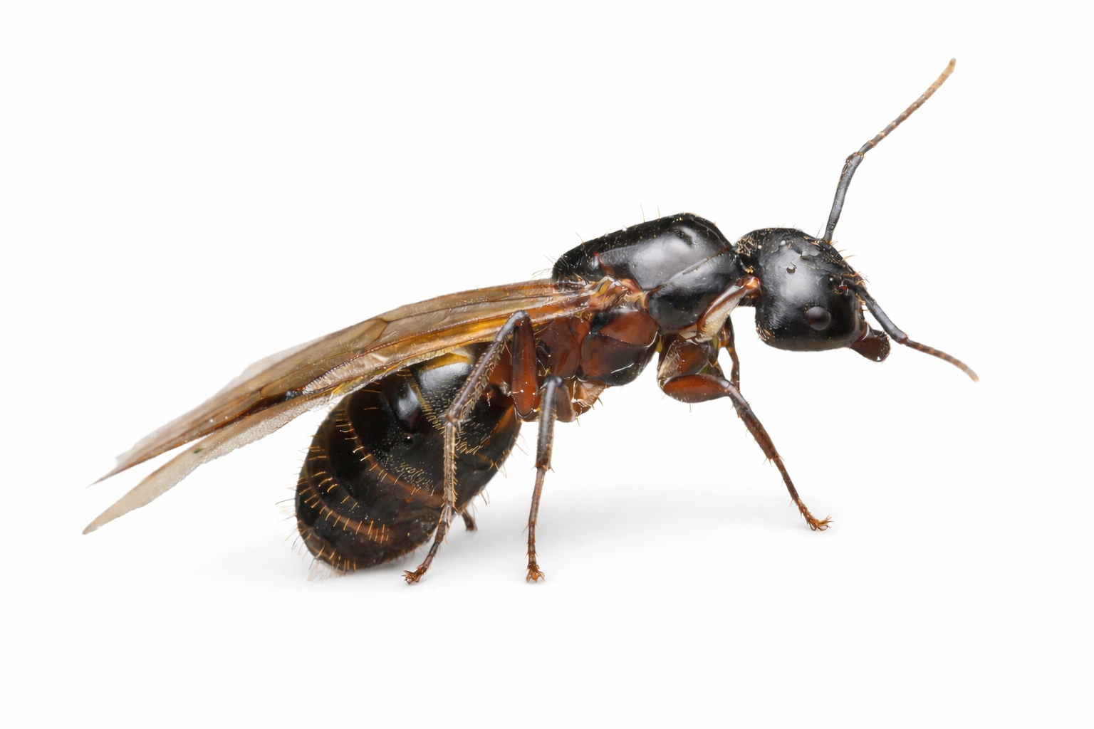 Camponotus herculeanus – Hercules Carpenter Ant Queen / Colony