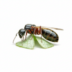 Camponotus herculeanus – Hercules Carpenter Ant Queen / Colony