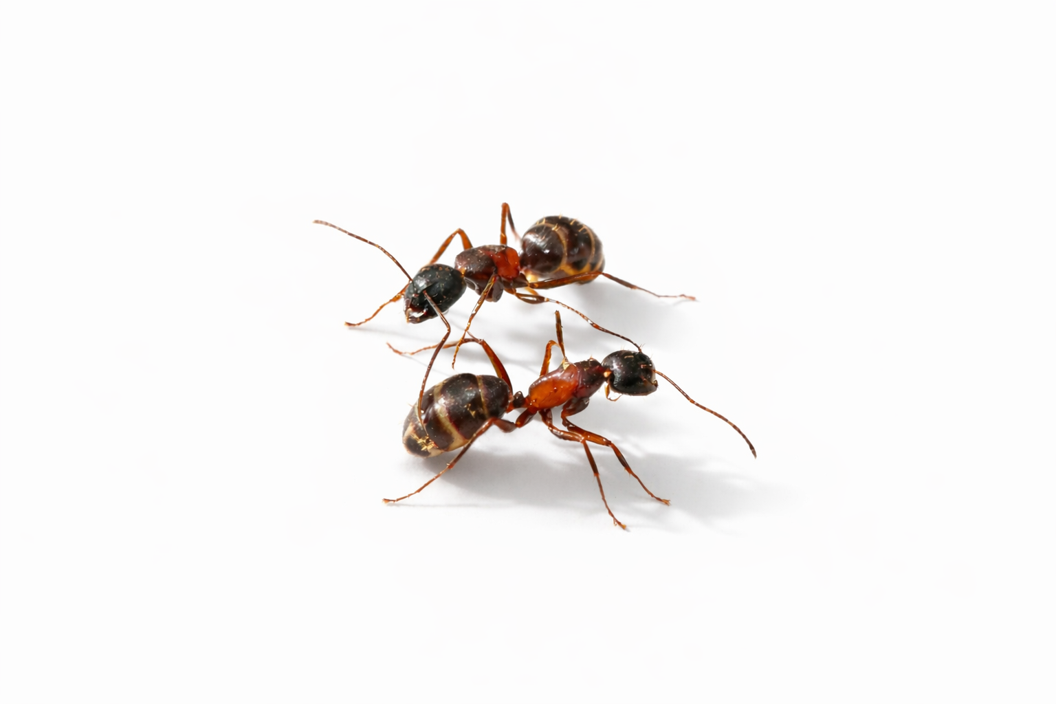 Camponotus herculeanus – Hercules Carpenter Ant Queen / Colony