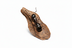Camponotus herculeanus – Hercules Carpenter Ant Queen / Colony