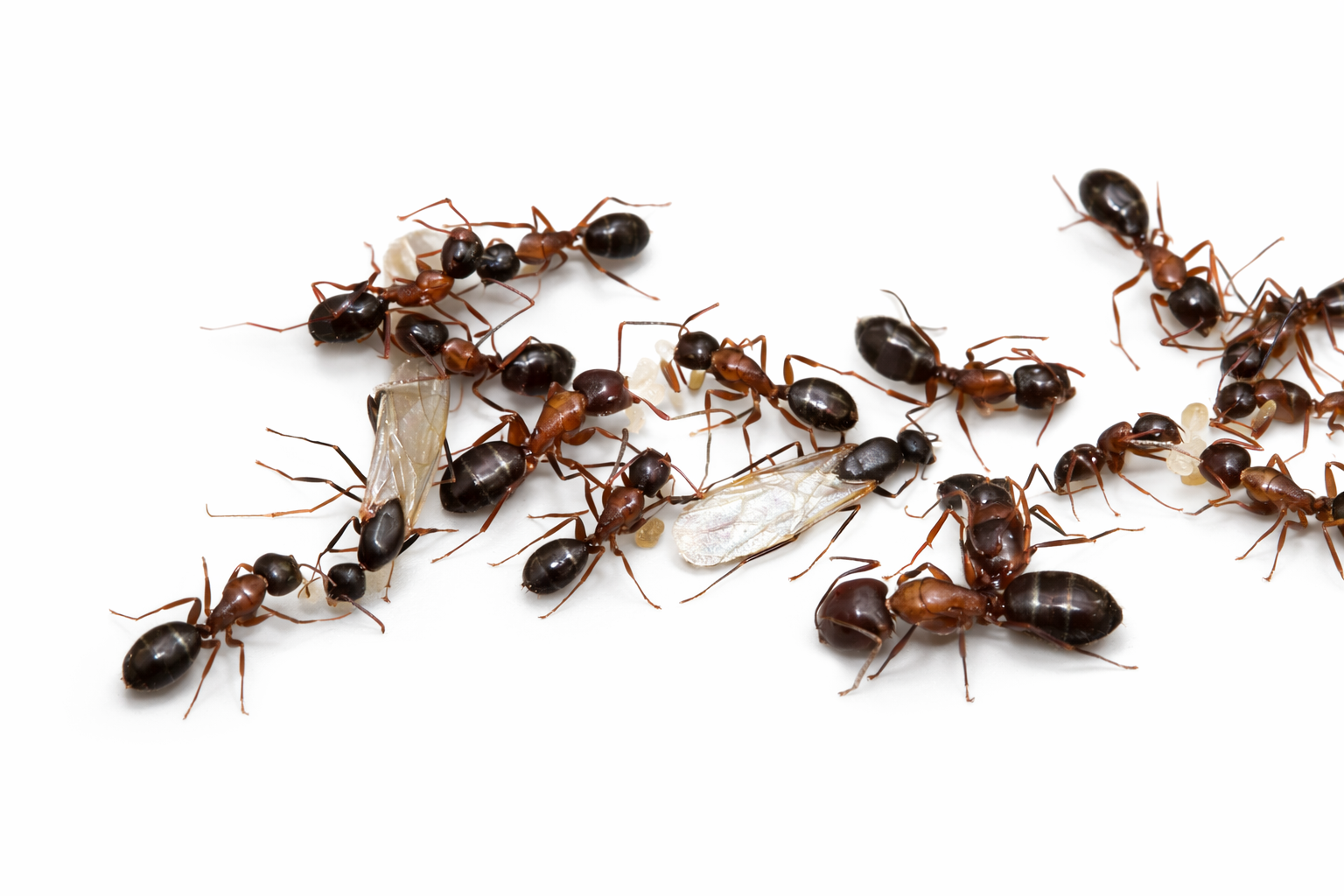 Camponotus nearcticus – Smaller Carpenter Ant Queen / Colony