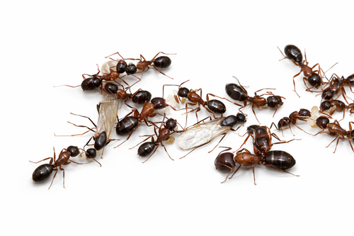 Camponotus nearcticus – Smaller Carpenter Ant Queen / Colony