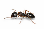 Camponotus nearcticus – Smaller Carpenter Ant Queen / Colony